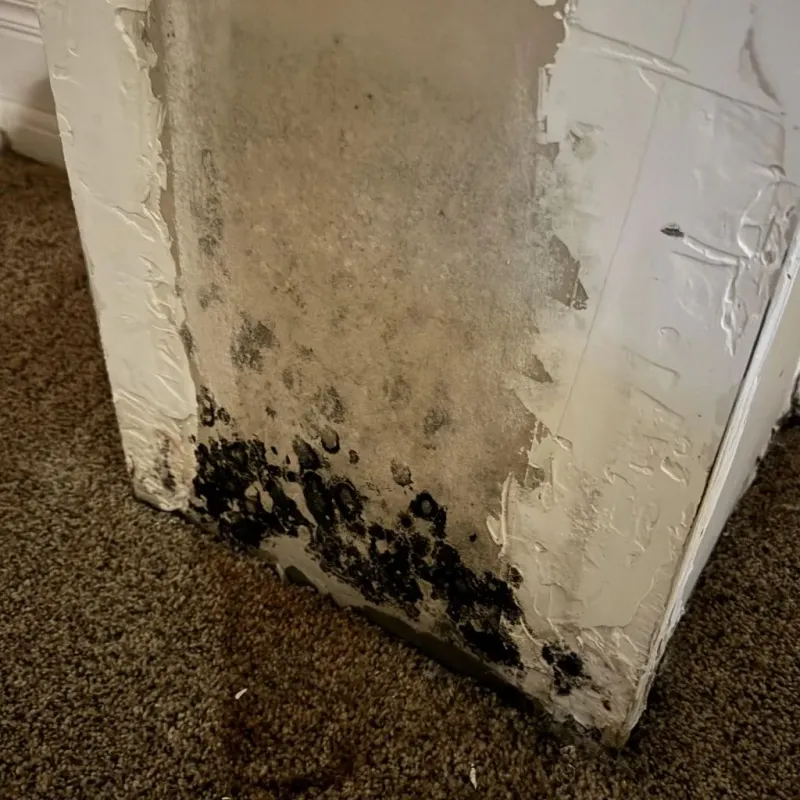 Professional Mold Removal in Franklin County, KS